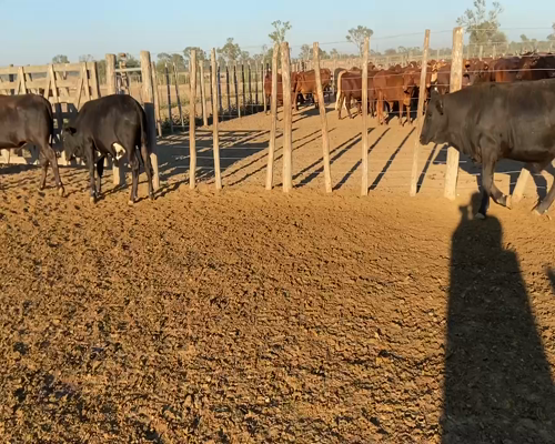 Lote 90 Novillitos en Bandera, Santiago del Estero