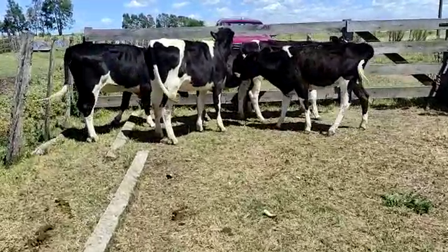 Lote 5 Vaquillonas Holando