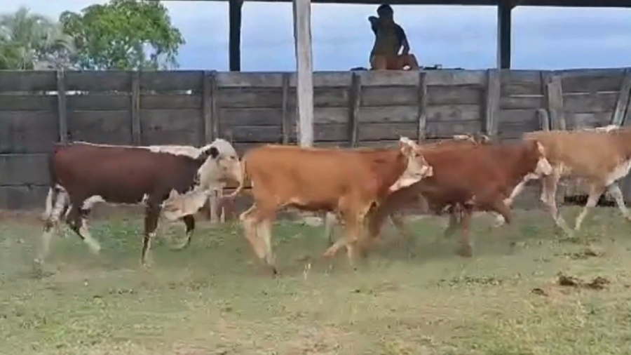 Lote 31 Terneros/as en Corrientes, Empedrado