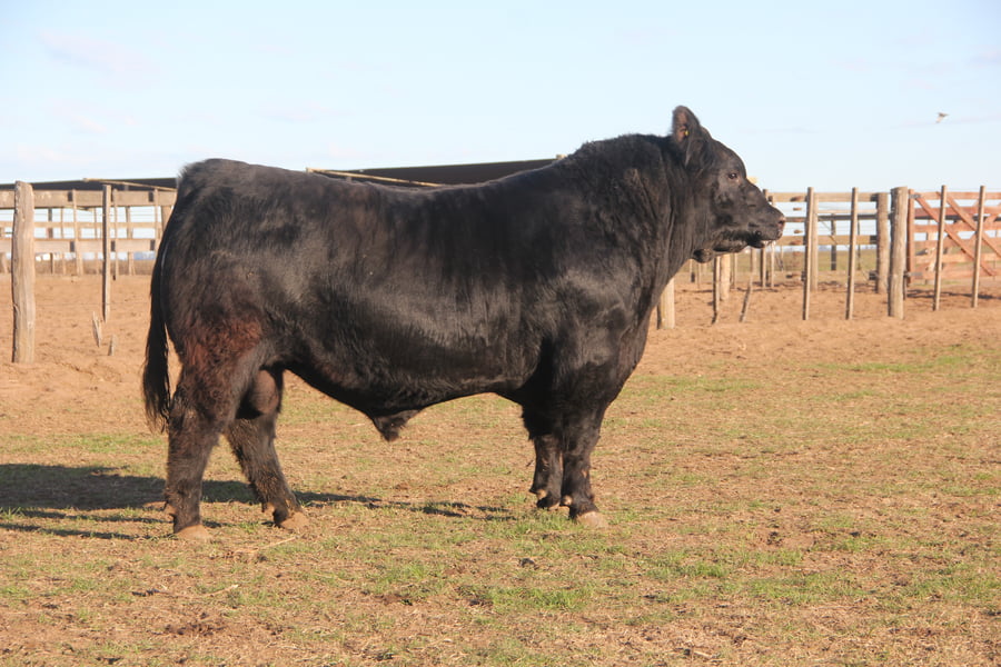 Lote TOROS PUROS DE PEDIGREE