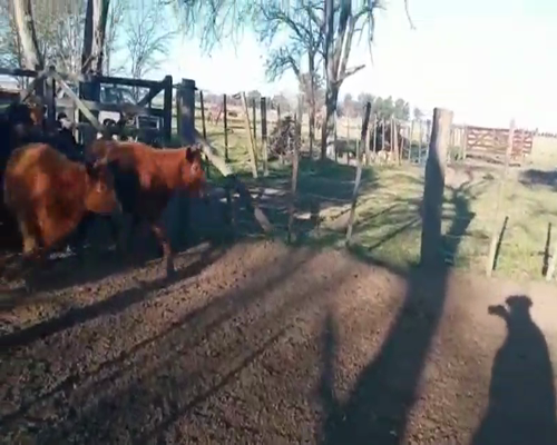 Lote 33 Terneras en Gral. Paz, Buenos Aires