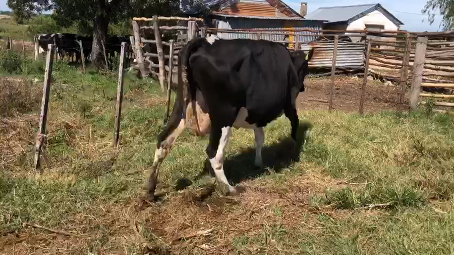 Lote 1 vaquillona holando en produccion