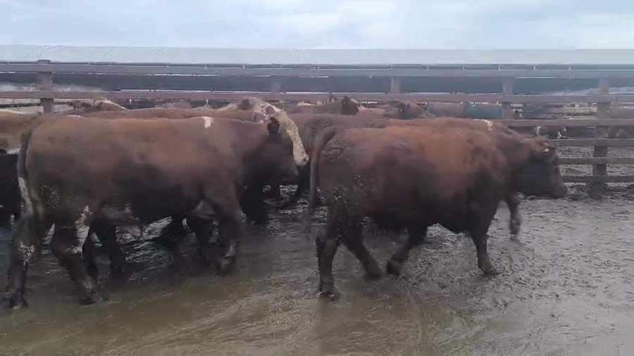 Lote 40 Novillo Gordo en Los Ángeles, VIII Región Biobío
