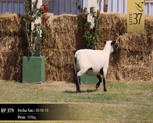 Lote Borregas a remate en Cabaña Las Brujas, San José