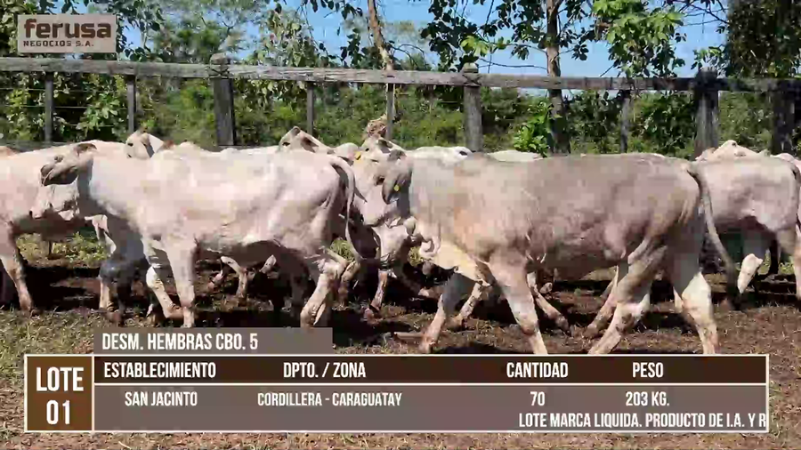 Lote LOTE 1