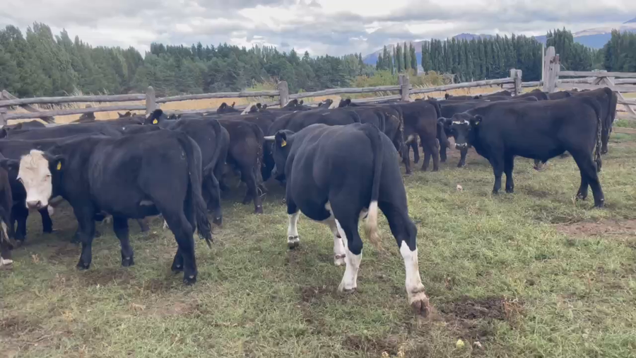 Lote 54 Novillo Engorda en Coyhaique, XI Región Aysén