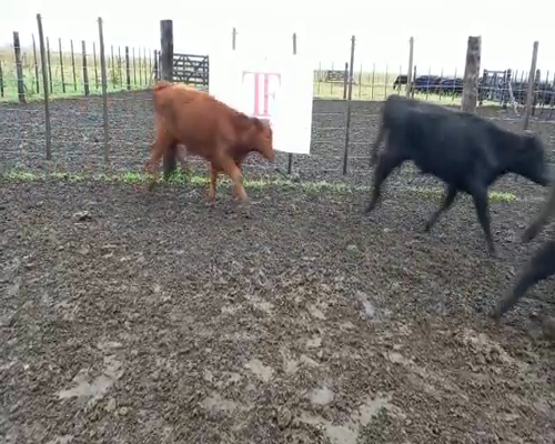 Lote 60 terneros/as - Tapalqué Pcia Bs As