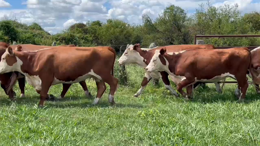 Lote 35 Vacas nuevas C/ gtia de preñez en Corrientes, Curuzú-Cuatiá