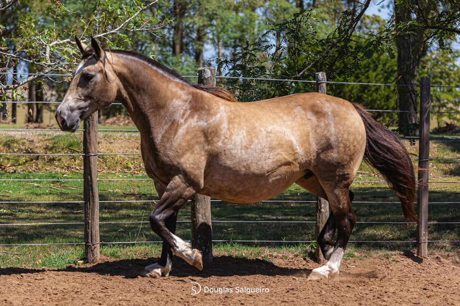 Lote HORA CIERTA DE LA COLNA