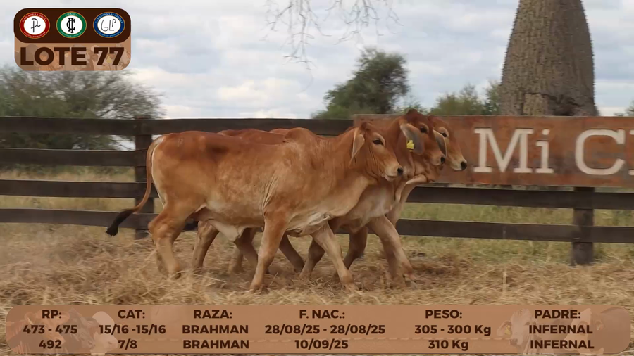 Lote LOTE 77