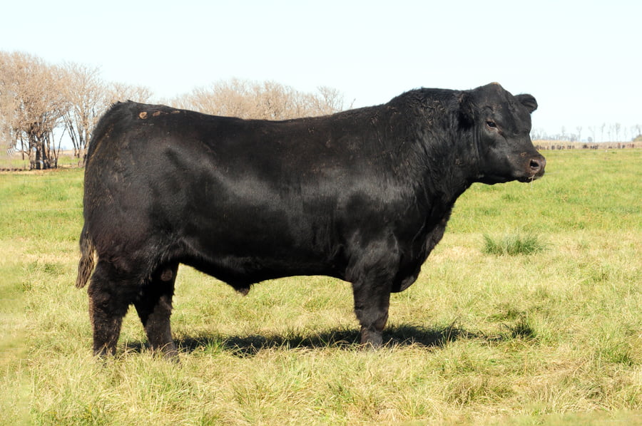 Lote Toros PP Destacados