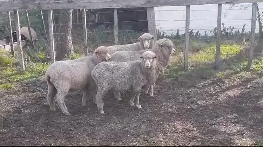 Lote OVEJAS  PREÑADAS