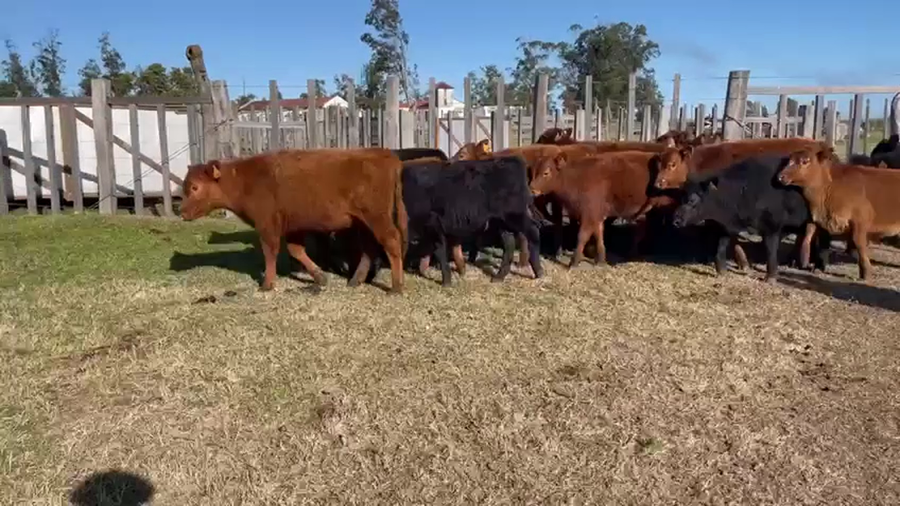 Lote (Vendido)26 Terneros ANGUS a remate en 5to remate por pantalla ENTRE MARTILLOS 128kg - , San José