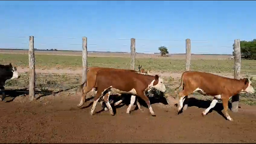 Lote 66 Terneros en Vilelas, Santiago del Estero