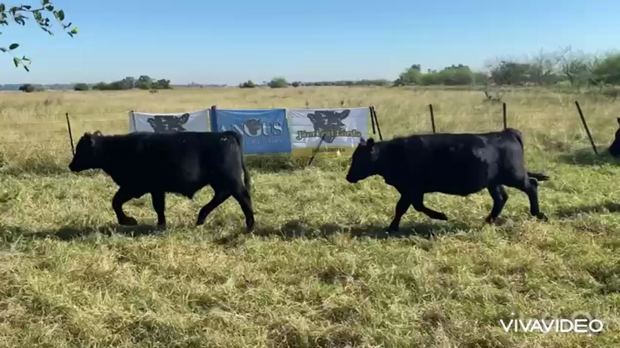 Lote 60 Terneros