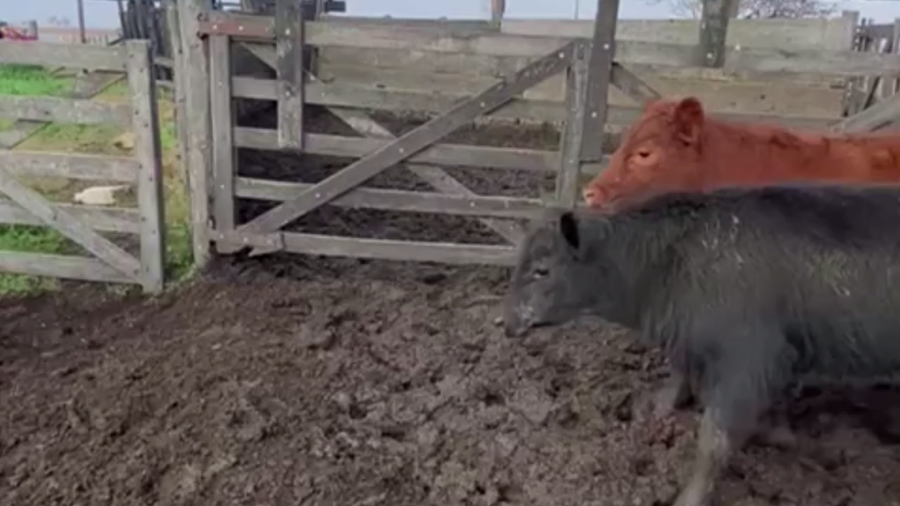 Lote 64 NOVILLITOS, LINCOLN, BS. AS.