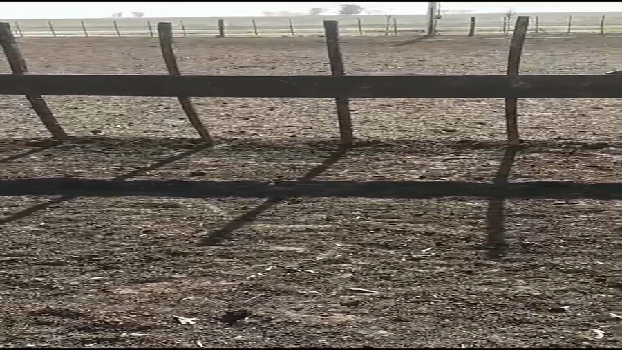 Lote 120 Terneros en Carlos Tejedor, Buenos Aires