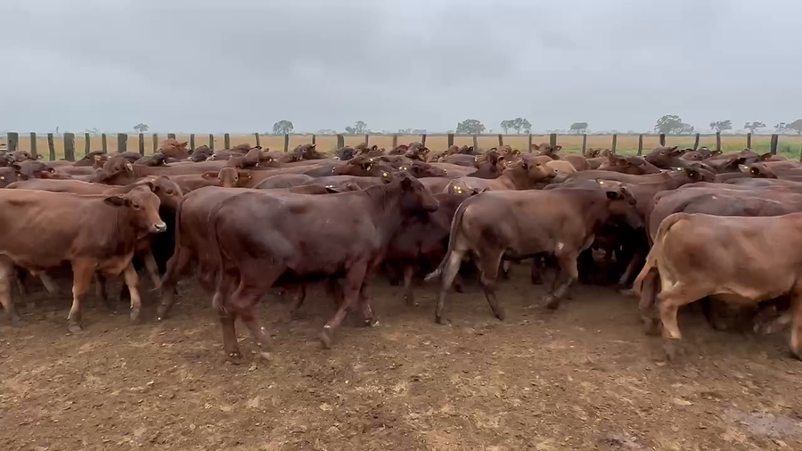 Lote 106 Novillos en Bandera, Santiago del Estero