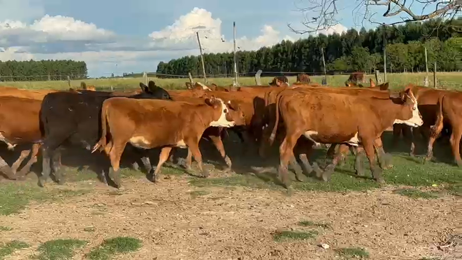 Lote 80 Terneros/as en Corrientes, Monte Caseros