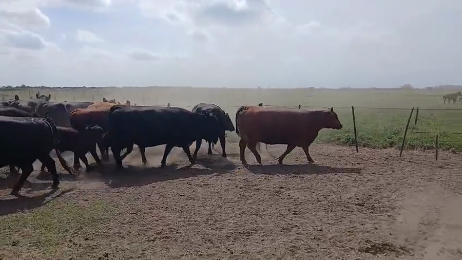 Lote 36 Vacas nuevas, medio diente y usada al cte