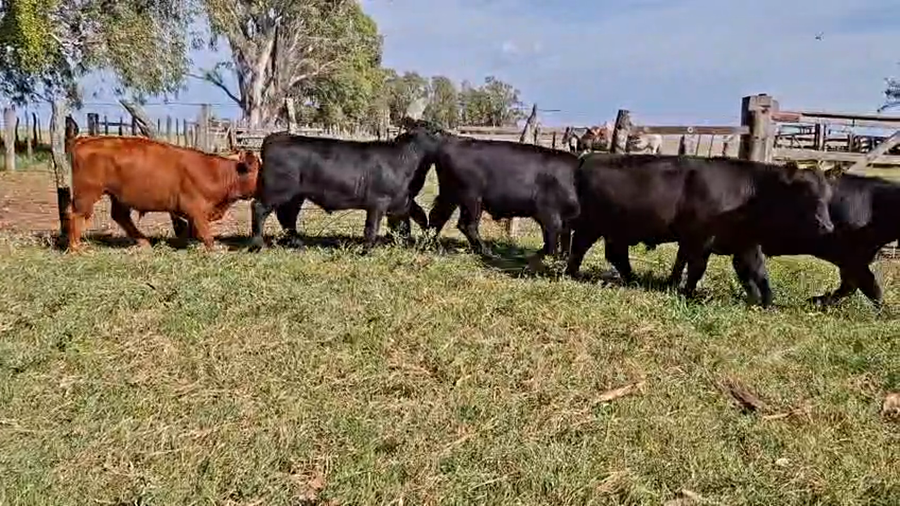 Lote TERNEROS