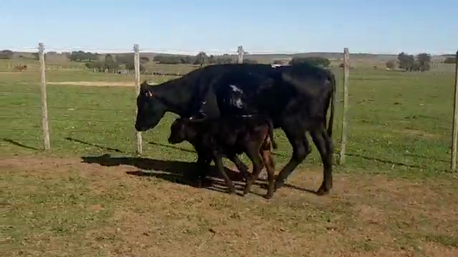 Lote 18 piezas de cria