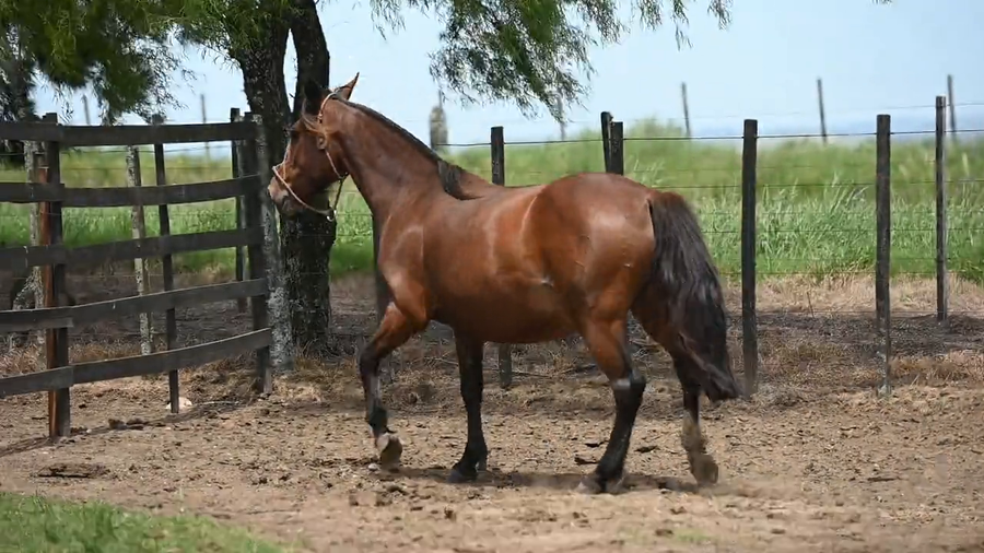 Lote EL  GAVILÁN  NUEL  MARÍA