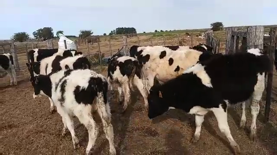 Lote 14 Terneros HOLANDOS a remate en PANTALLA CAMY 160kg - , San José