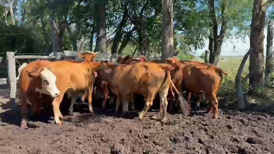 Lote 13 Novillos