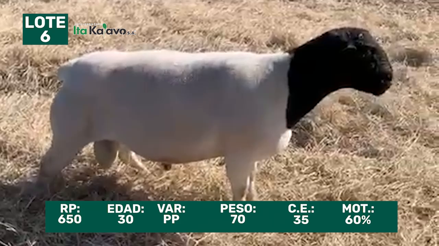 Lote LOTE 6