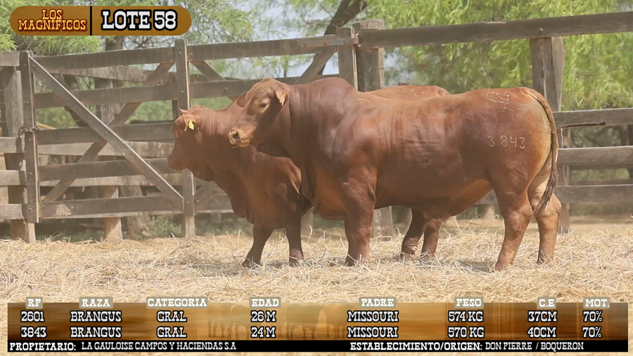 Lote LOTE 58 - VIVO