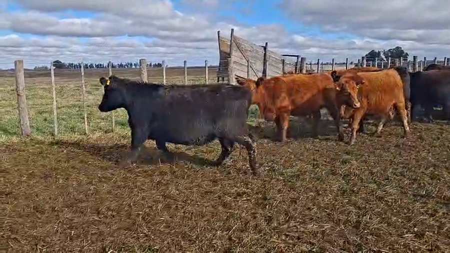 Lote 120 Vaquillonas preñadas