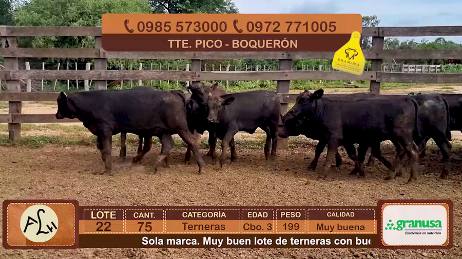 Lote 75 Terneras CBO 3 Híbridas (tipo Brangus). Negras. a remate en FERIA ESPECIAL DE TERNEROS CBO. 3 - AGROGANADERA LA HUELLA 199kg - , Boquerón