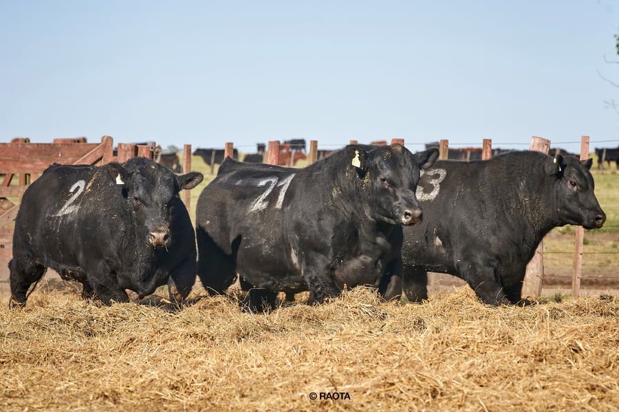 Lote Toros PC Cabaña Tres Molinos