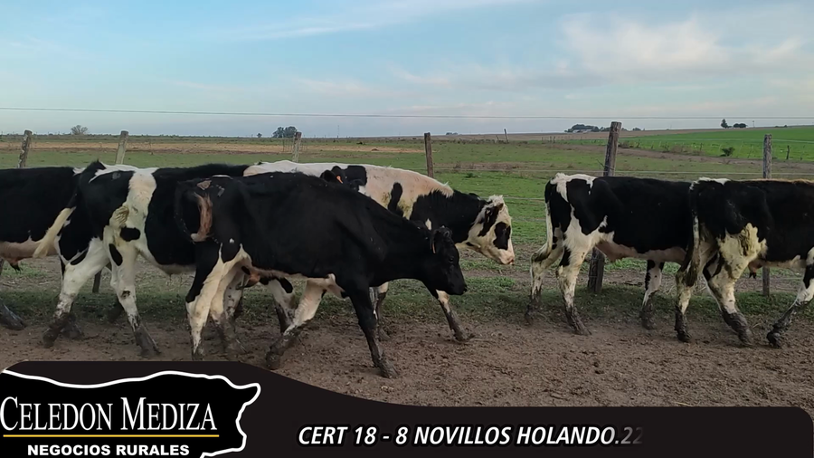 Lote 8 Novillos en Colonia