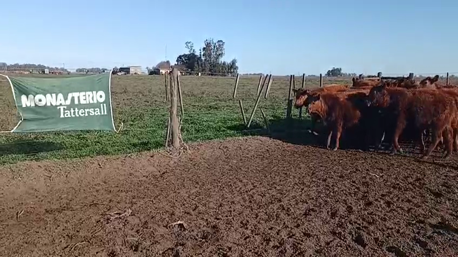 Lote 18 Terneros en 30 de Agosto