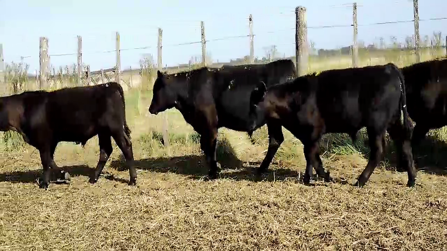 Lote 100 Terneros en Olavarría