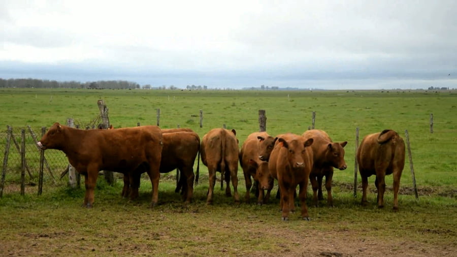 Lote Vaquillonas generales para servicio