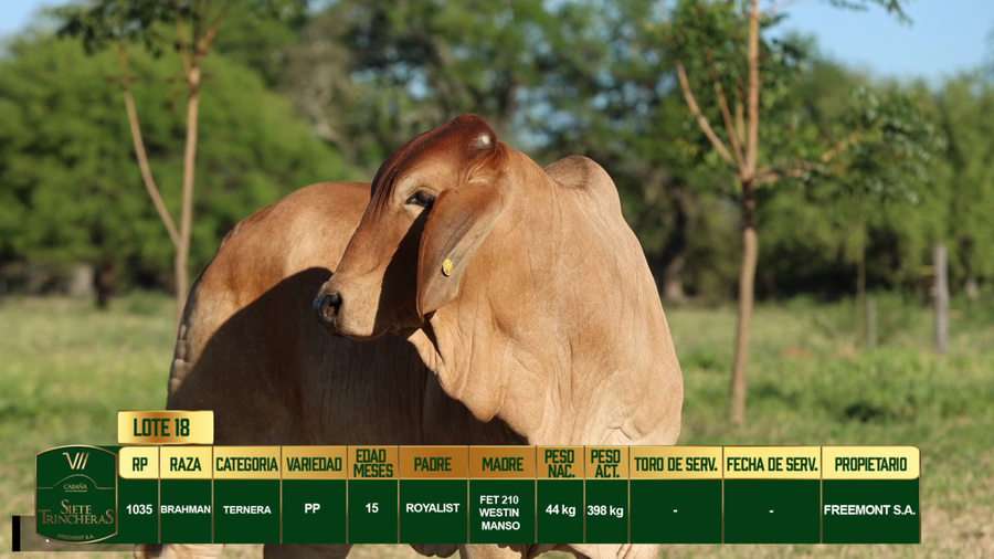 Lote LOTE 18