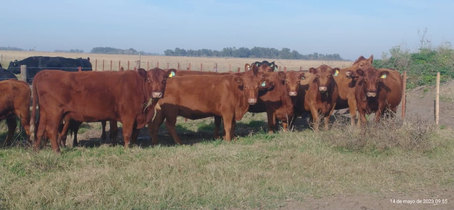 Lote 36 Vacas nuevas C/ gtia de preñez en Buenos Aires, Tapalqué