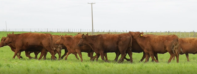 Lote VIENTRES PREÑADOS(CORRAL 37)