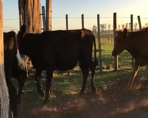 Lote 50 Vaquillonas en Artigas