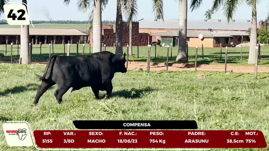 Lote LOTE 42 - CAMPO