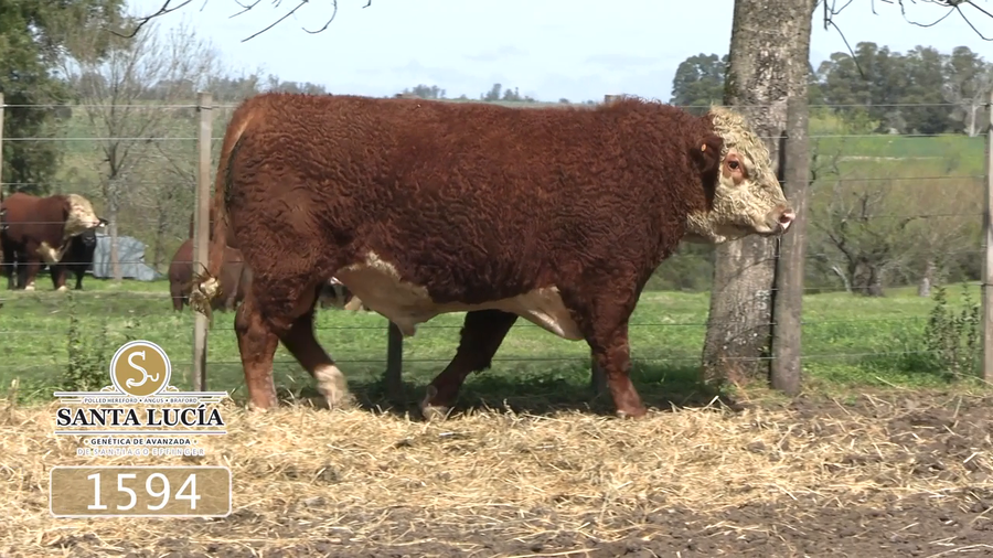Lote Polled Hereford