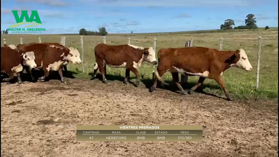 Lote Vientres Preñados