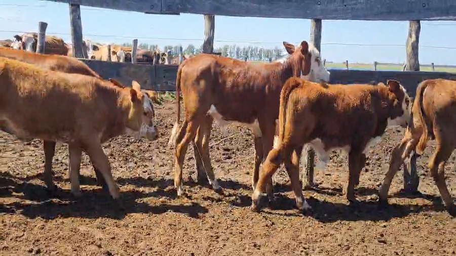 Lote 170 Terneros
