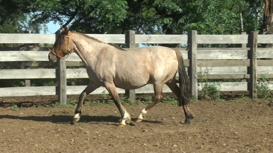 Lote MACEDO MILAGRO OPORTO