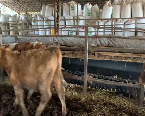 Lote 45 Ternero en Traiguén, IX Región Araucanía