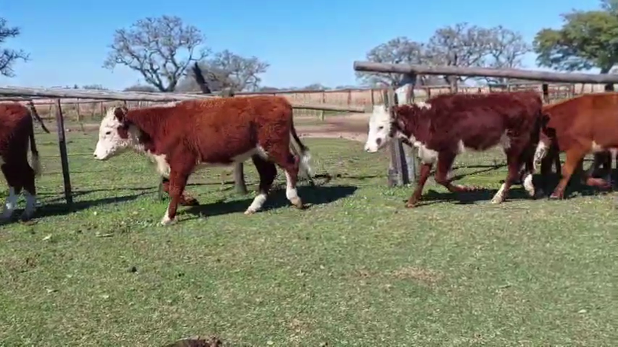 Lote 123 Terneros/as