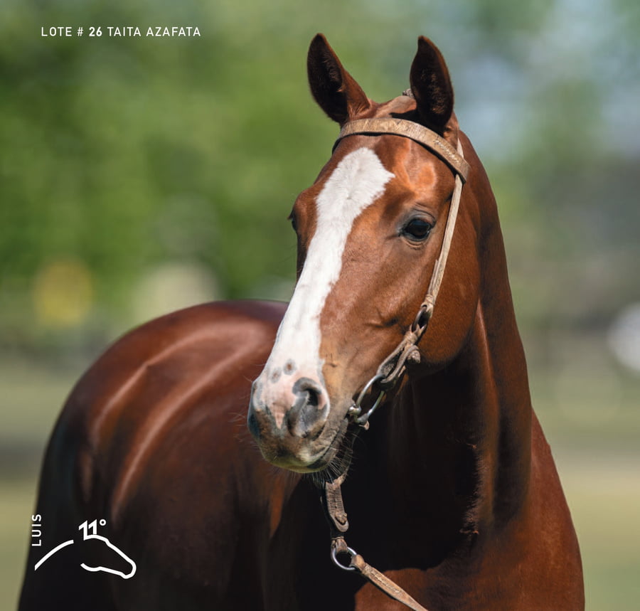 Lote TAITA AZAFATA - T/E (MACHITOS CHELO - TAITA GOLD FLY)